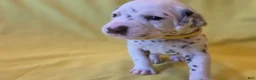 Dalmatian dogs for sale: Yellow - Ad 2