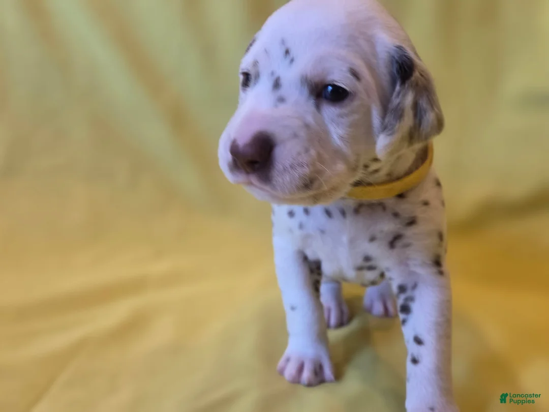 Dalmatian dogs for sale: Yellow - Ad 2