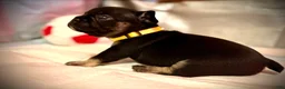 Frenchton dogs for sale: Clove - Ad 3