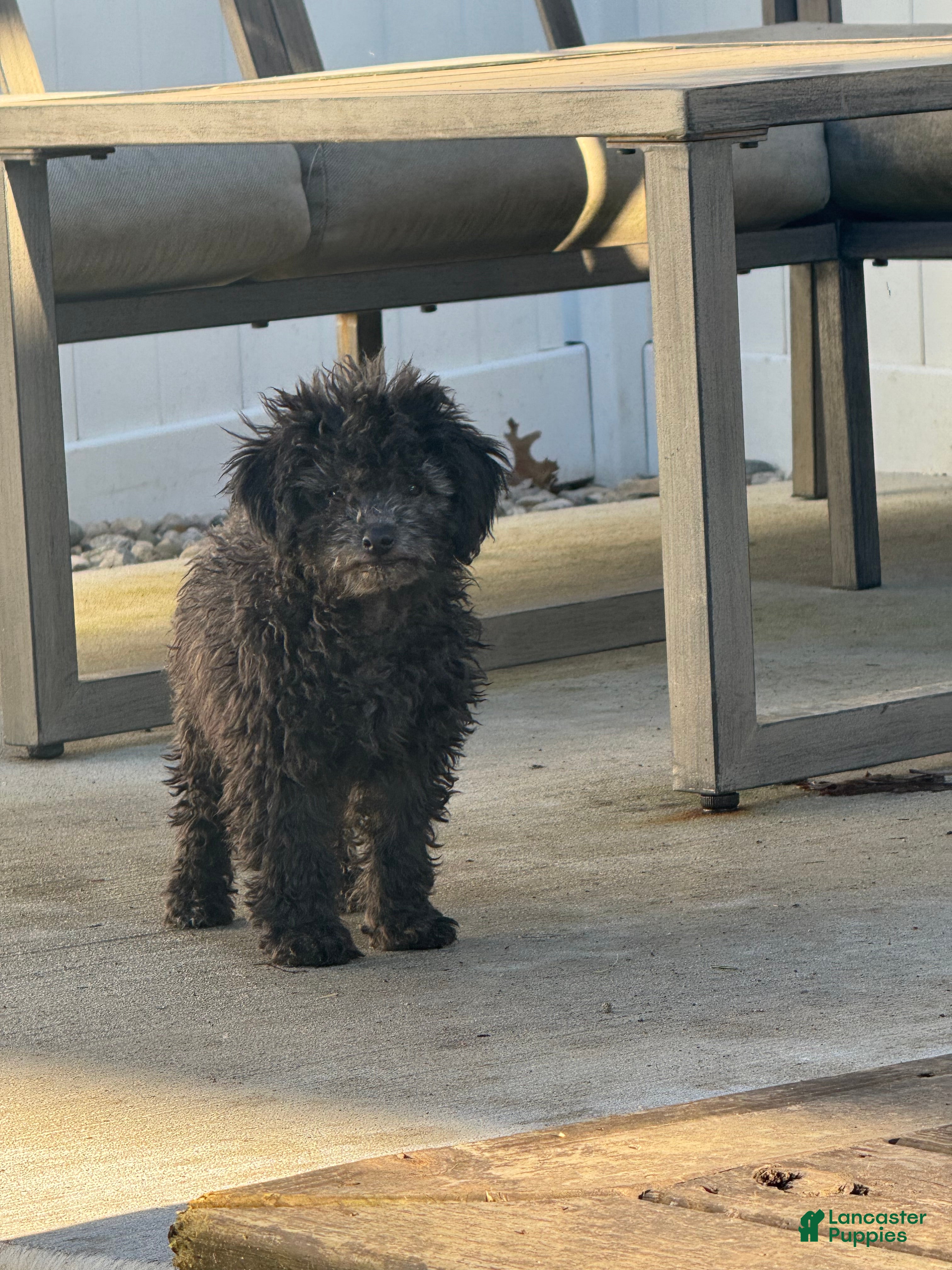 Miniature Poodle dogs Evan - Ad 40