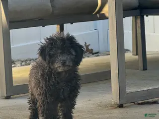 Miniature Poodle dogs Evan - Ad 40