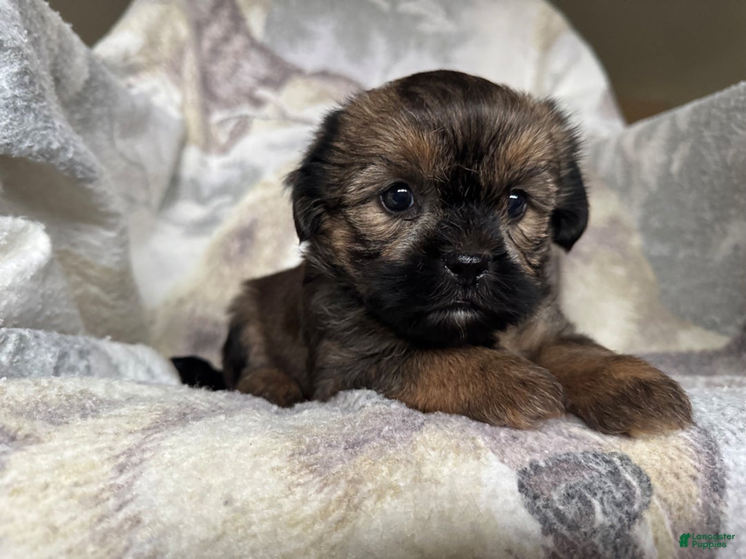 Shorkie dogs for sale: Buster - Ad 2