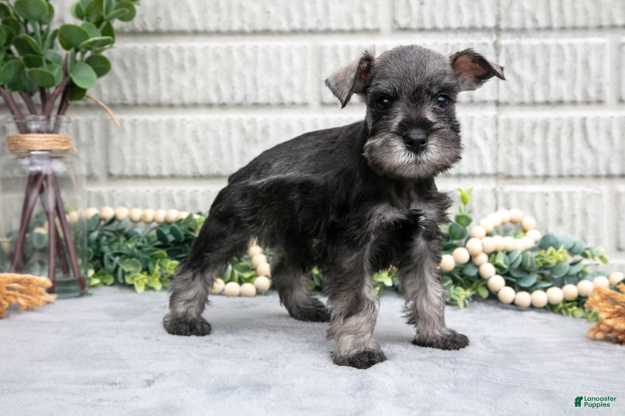 Miniature Schnauzer dogs Drew - Ad 2
