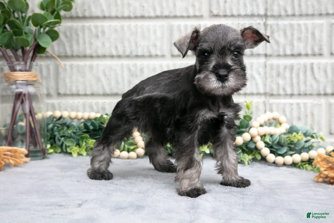 Miniature Schnauzer dogs for sale: Drew - Ad 2