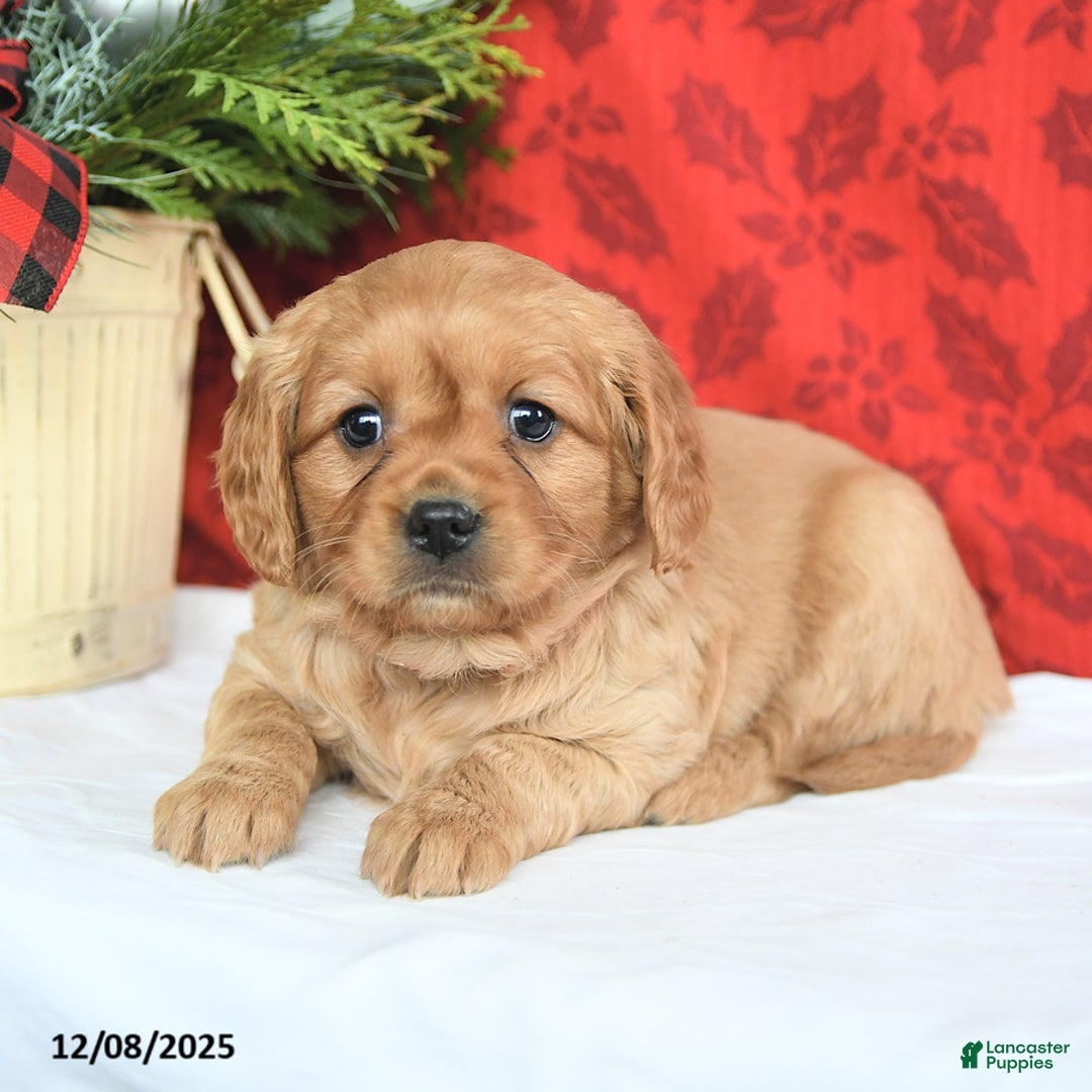 Miniature Golden Retriever dogs for sale: Merry - Ad 2