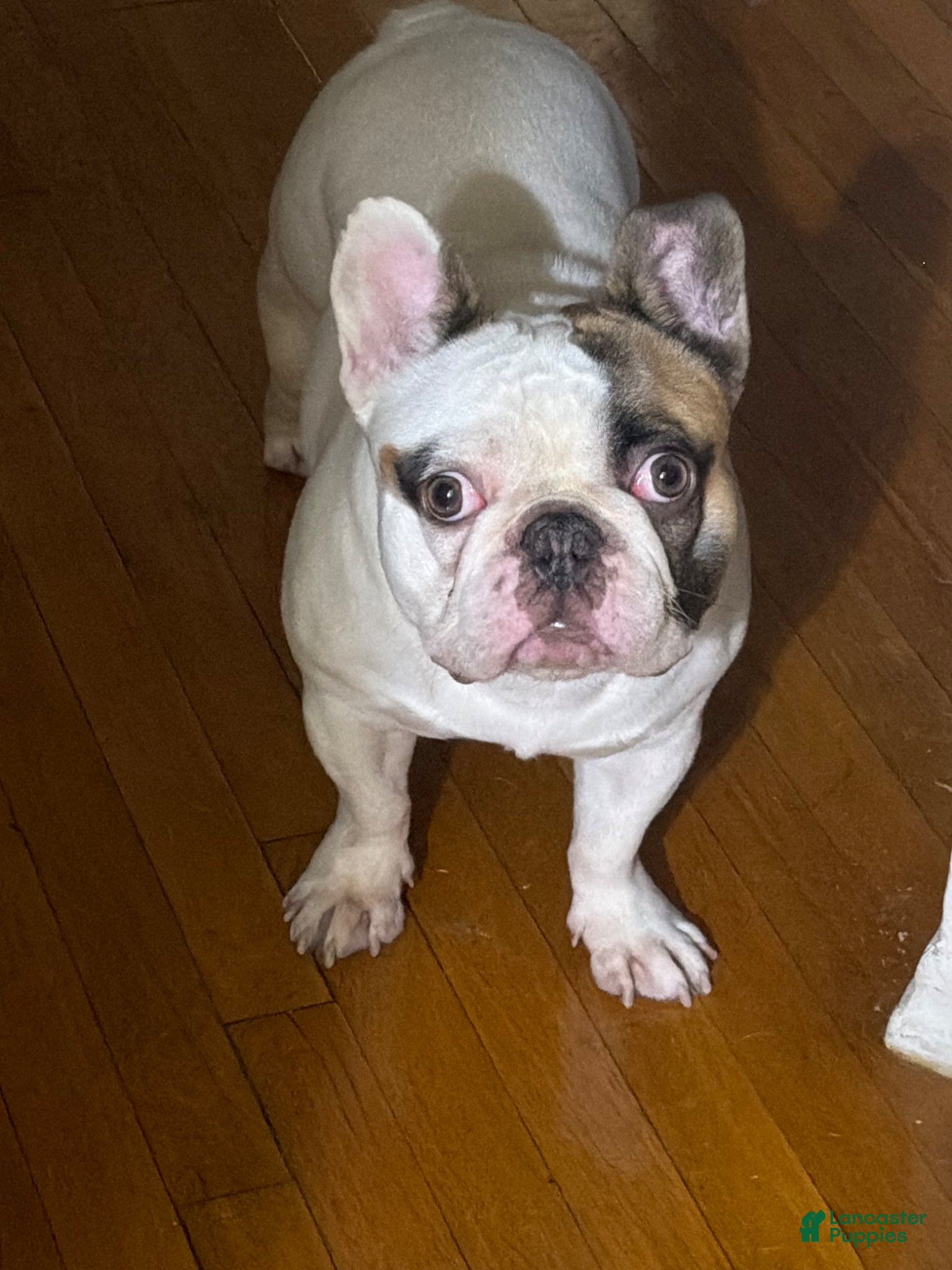 French Bulldog dogs French bulldog for stud  - Ad 38