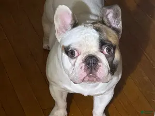 French Bulldog dogs French bulldog for stud - Ad 38