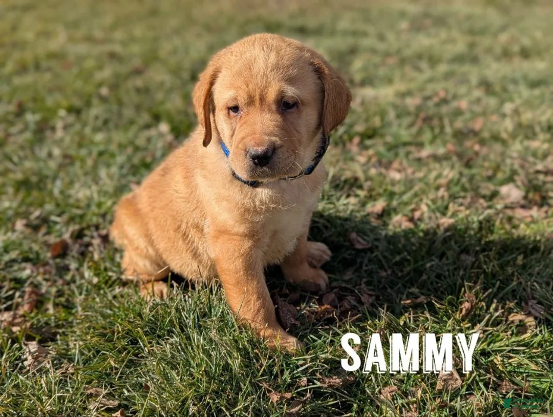 Labrador Retriever dogs for sale: Sammy - Ad 1