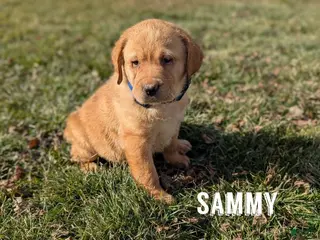 Labrador Retriever dogs for sale: Sammy - Ad 2