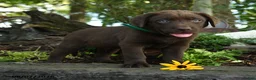 Labrador Retriever dogs for sale: Thomas - Ad 3