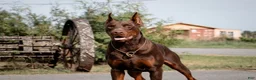 Doberman Pinscher dogs for sale: Black Velvet Abyss Tisphone (European) - Ad 5