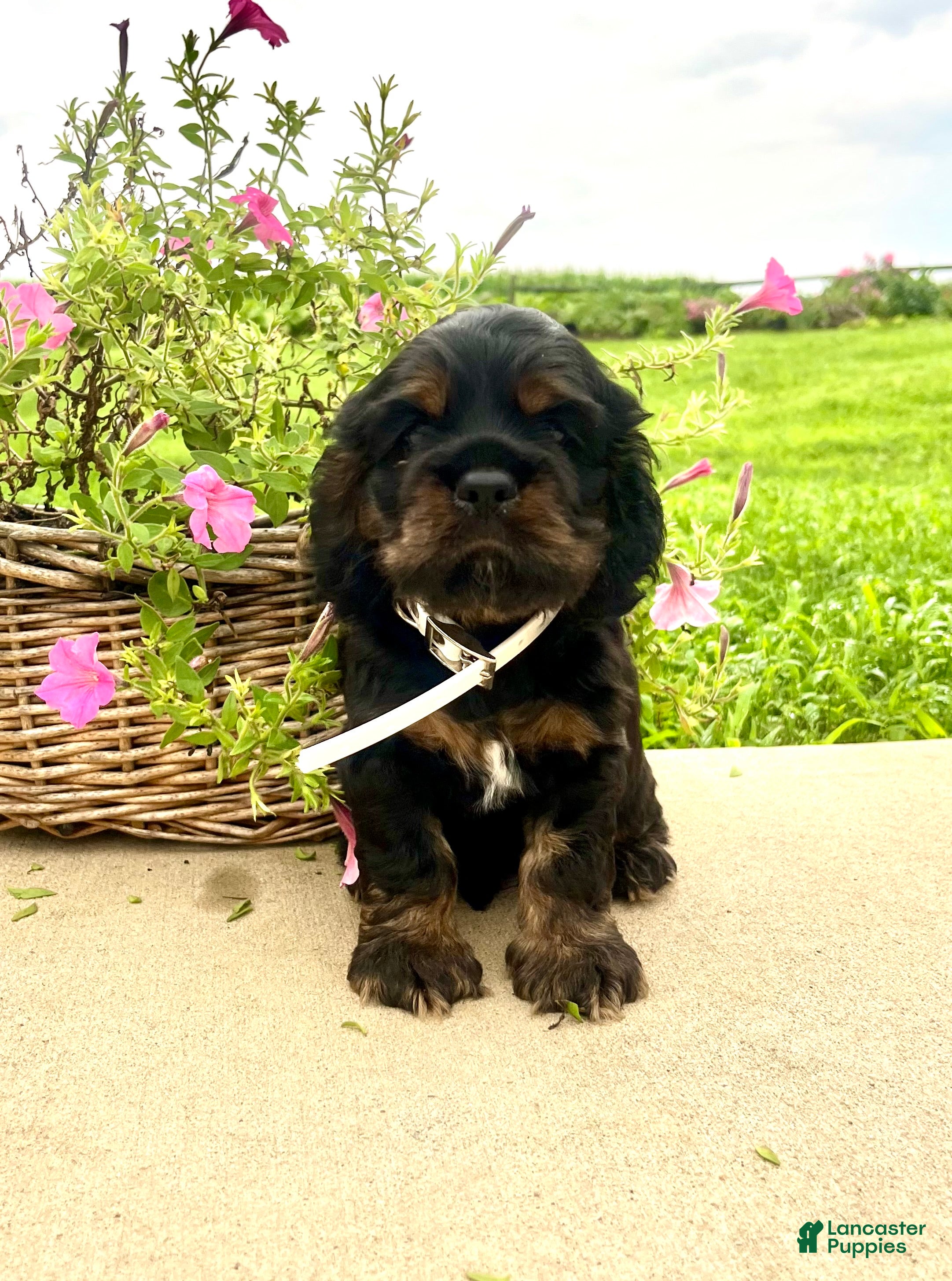 Cocker Spaniel dogs Huggles❤️AKC Registered🐾Call or text - Ad 29