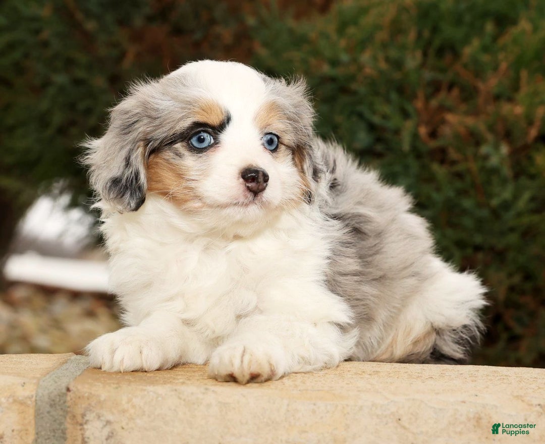 Mini Aussiedoodle dogs for sale: Winnie - Ad 7