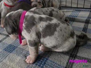 American Bulldog dogs Blue Merle Female (Magenta) - Ad 7
