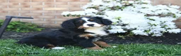 Miniature Bernese Mountain Dog dogs for sale: Daisy - Ad 2