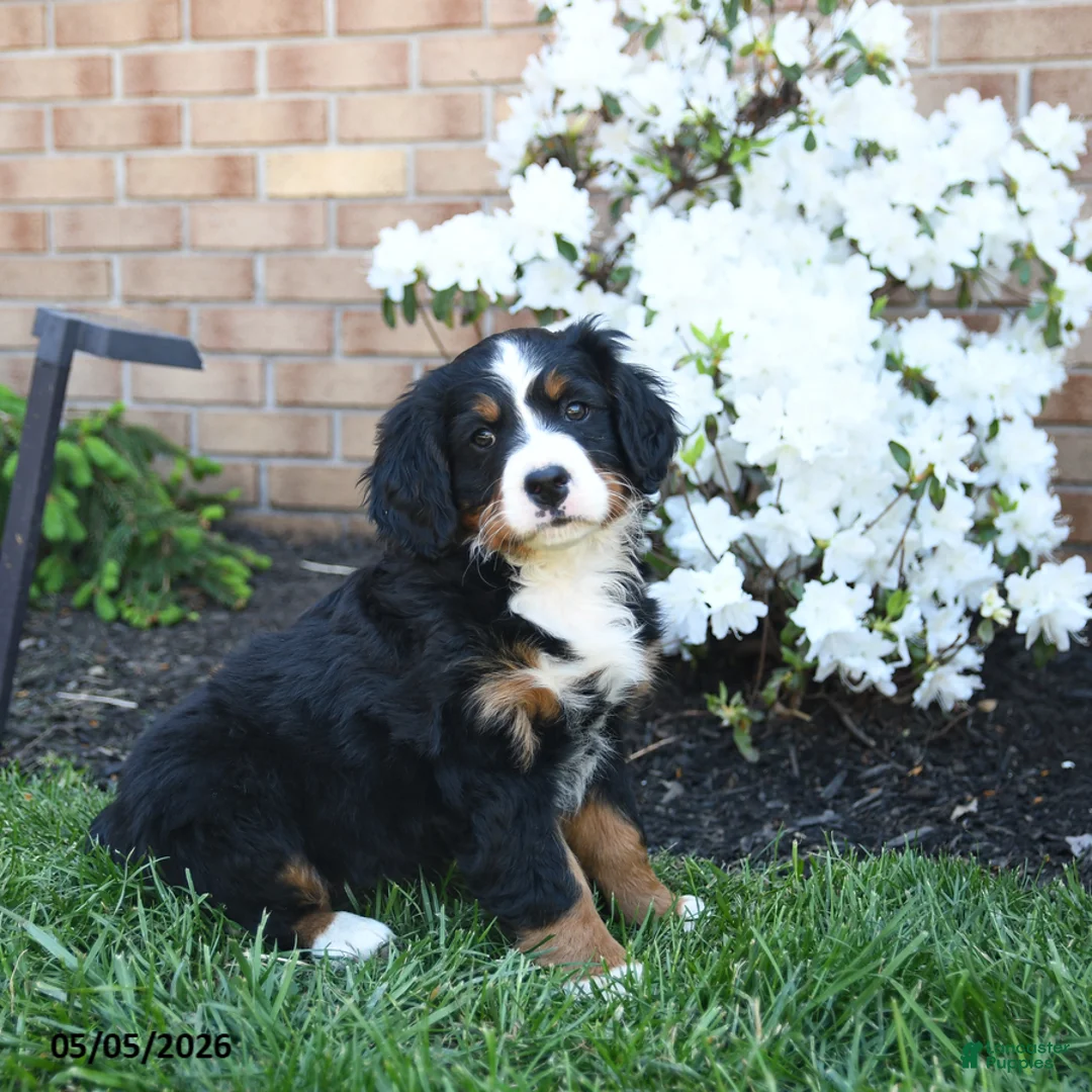 Miniature Bernese Mountain Dog dogs for sale: Daisy - Ad 2