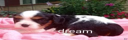 Cavalier King Charles Spaniel dogs for sale: Tiara - Ad 3