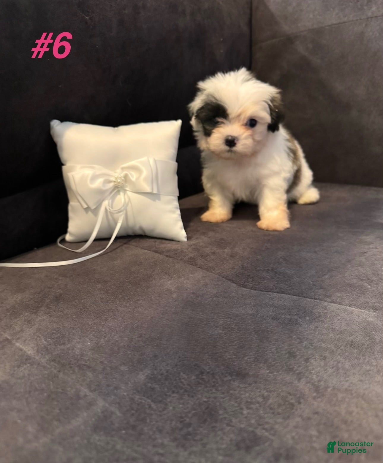 Shih Tzu dogs Shih Tzu 3 - Ad 12