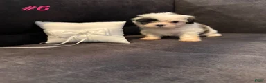 Shih Tzu 3