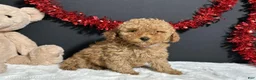 Toy Poodle dogs for sale: Kara - Ad 3