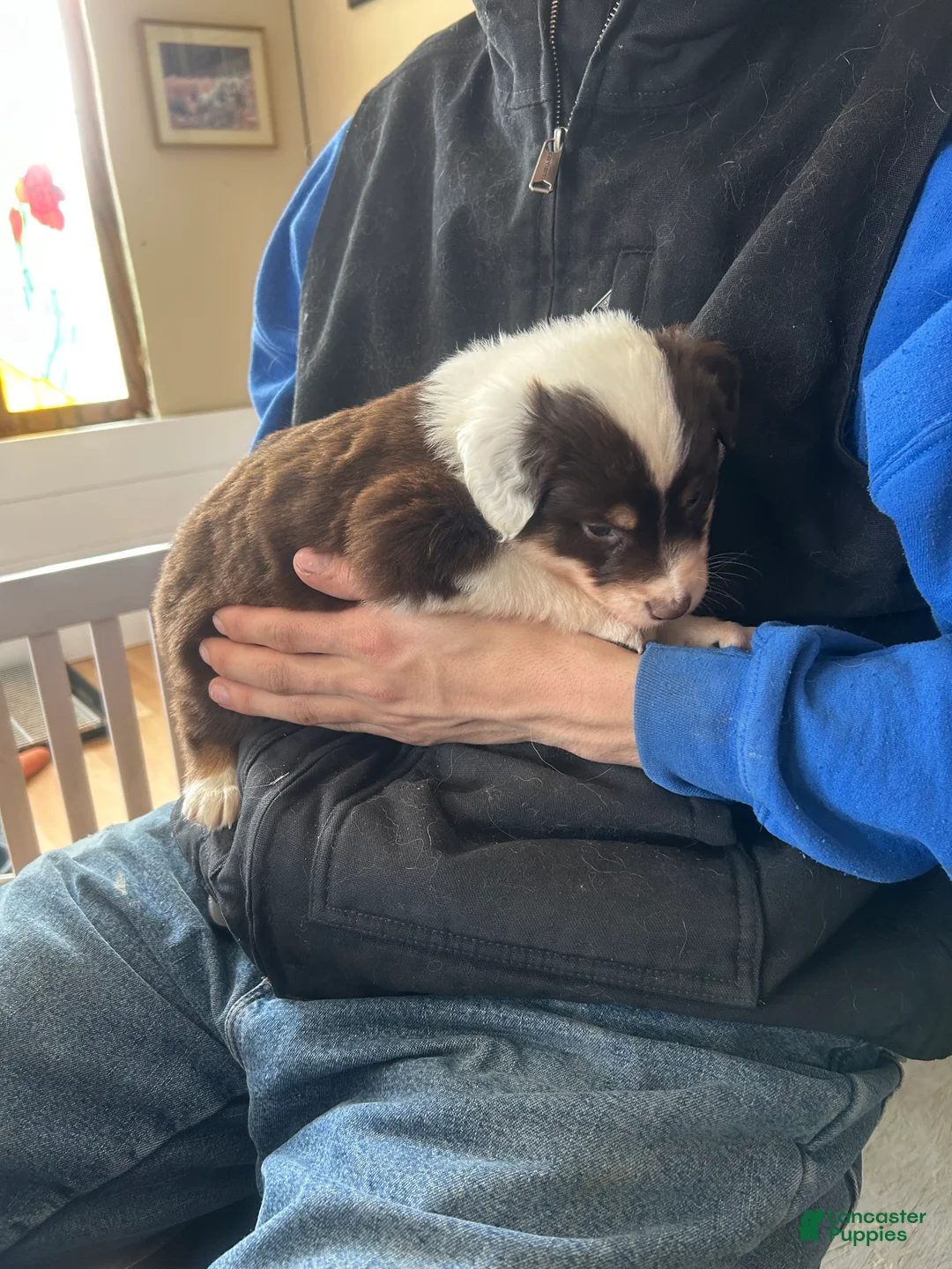 Australian Shepherd dogs for sale: Ned Kelly - Ad 4