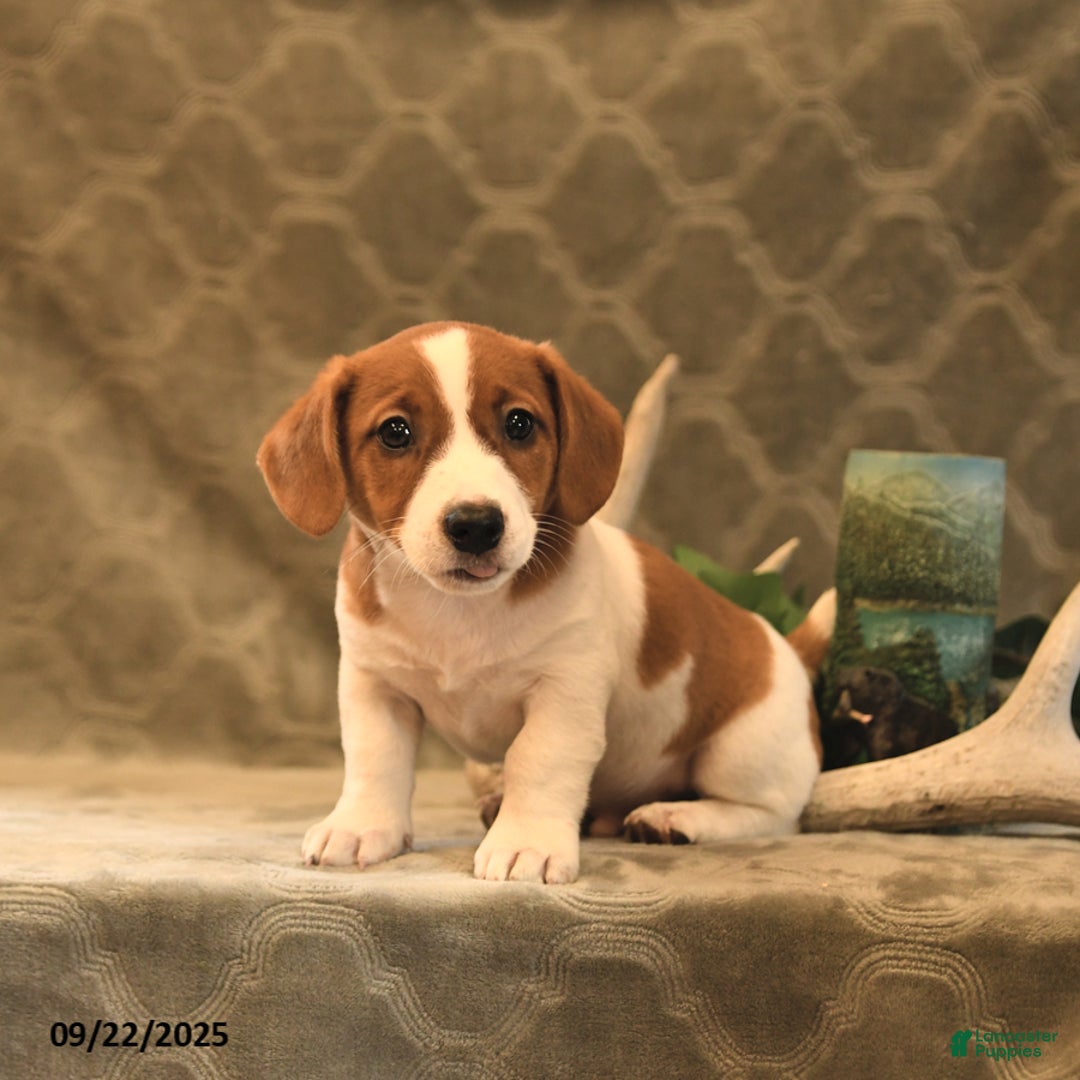 Beagle Mix Jack Russell Boxer Mix Puppies For Sale Terrier
