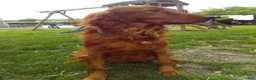 Mixed Breed dogs for sale: Shyanne  - Ad 5