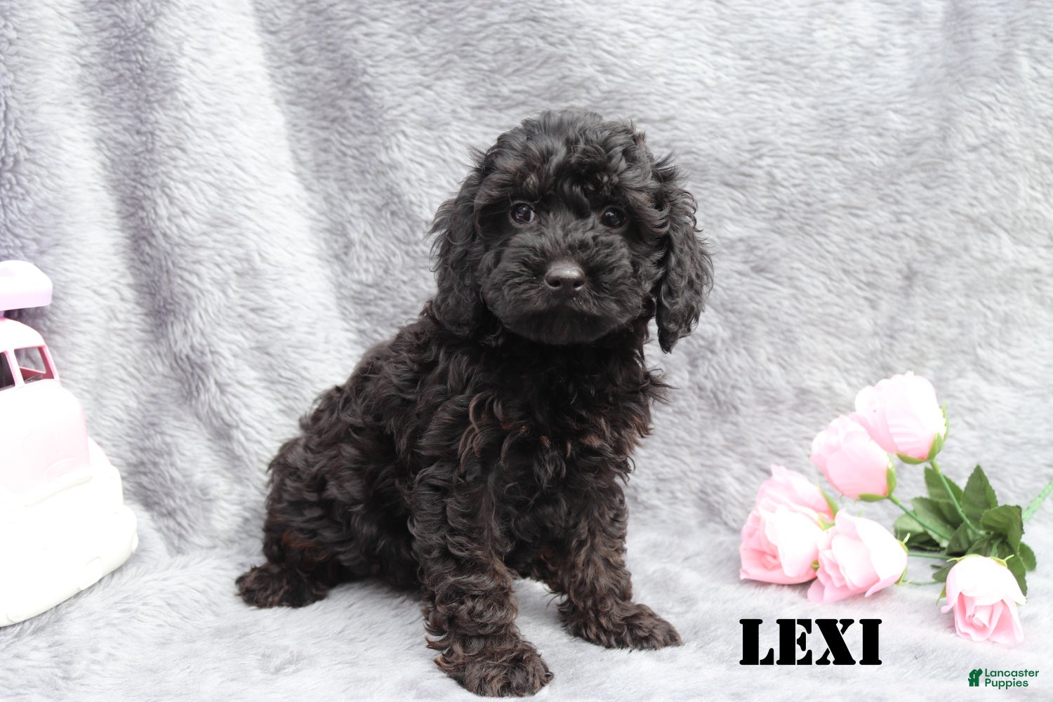 Mini Goldendoodle dogs Lexi - Ad 2