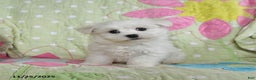 Maltese dogs for sale: Gavin - Ad 1