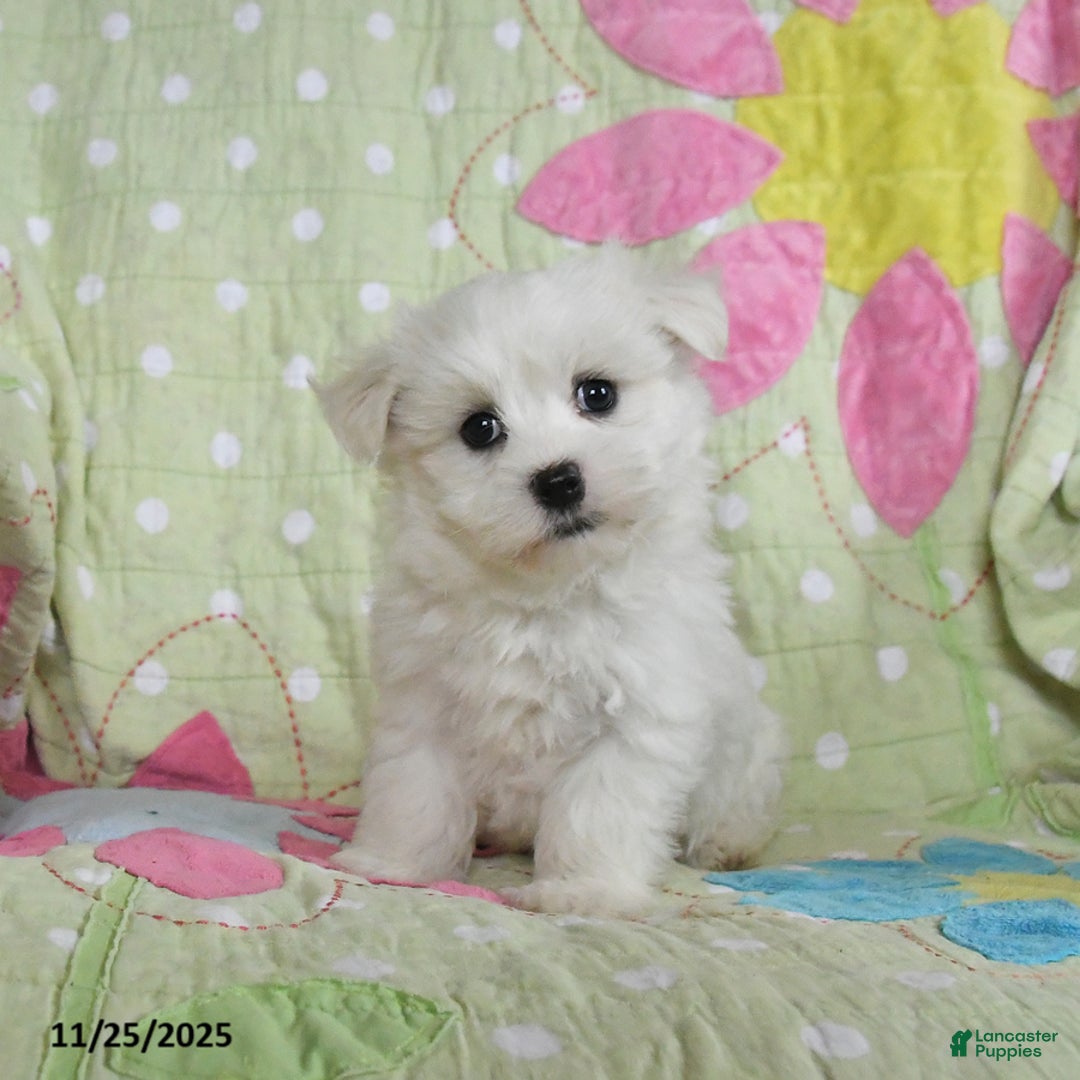 Maltese dogs for sale: Gavin - Ad 1