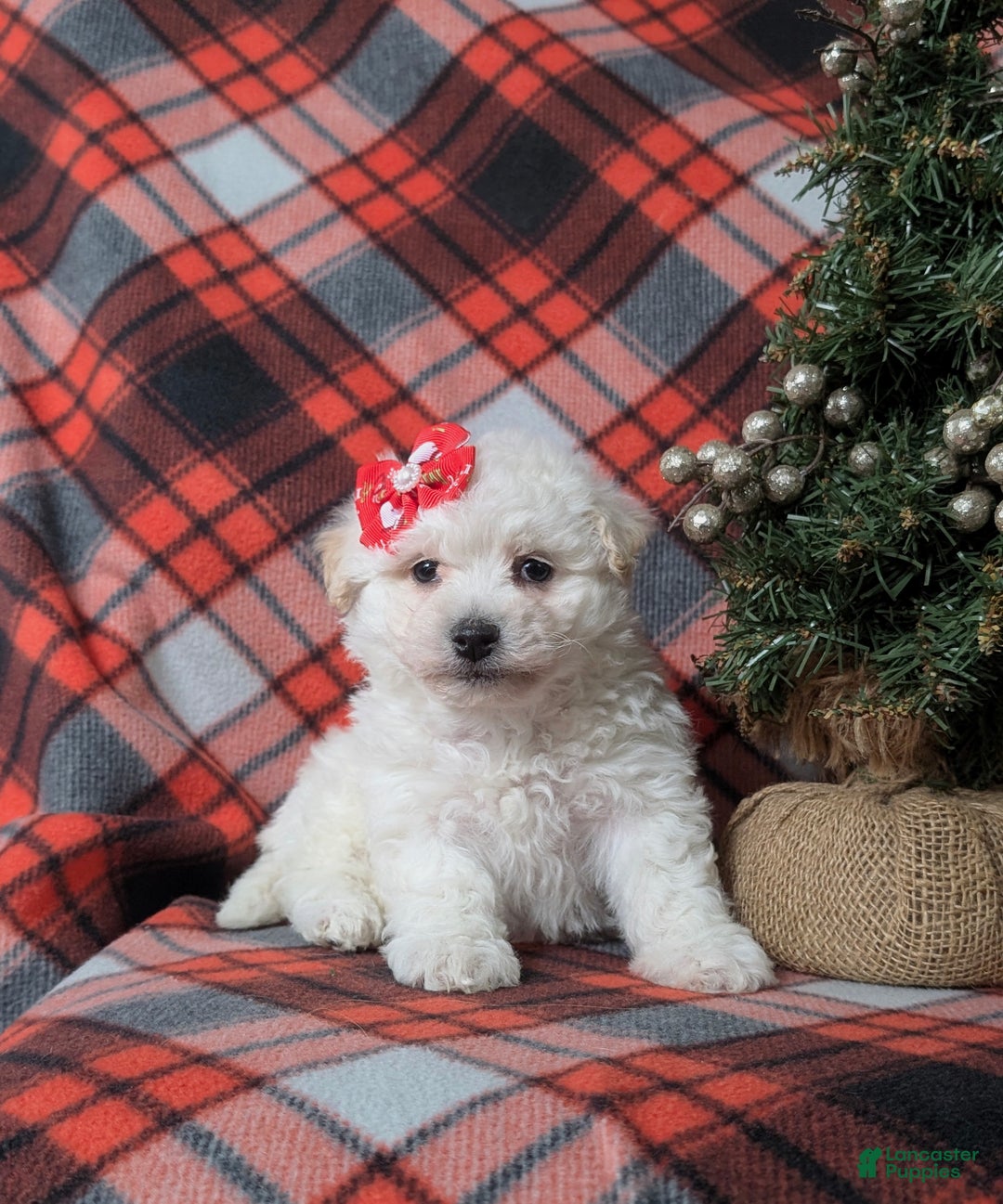 Bichon Frise dogs for sale: Carleen - Ad 2