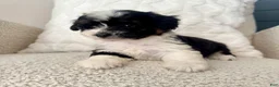 Mini Aussiedoodle dogs for sale: 1 Reba - Ad 4