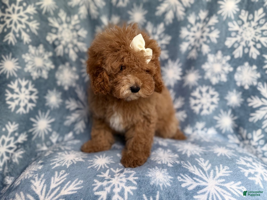 Cockapoo dogs for sale: Penelope - Ad 8