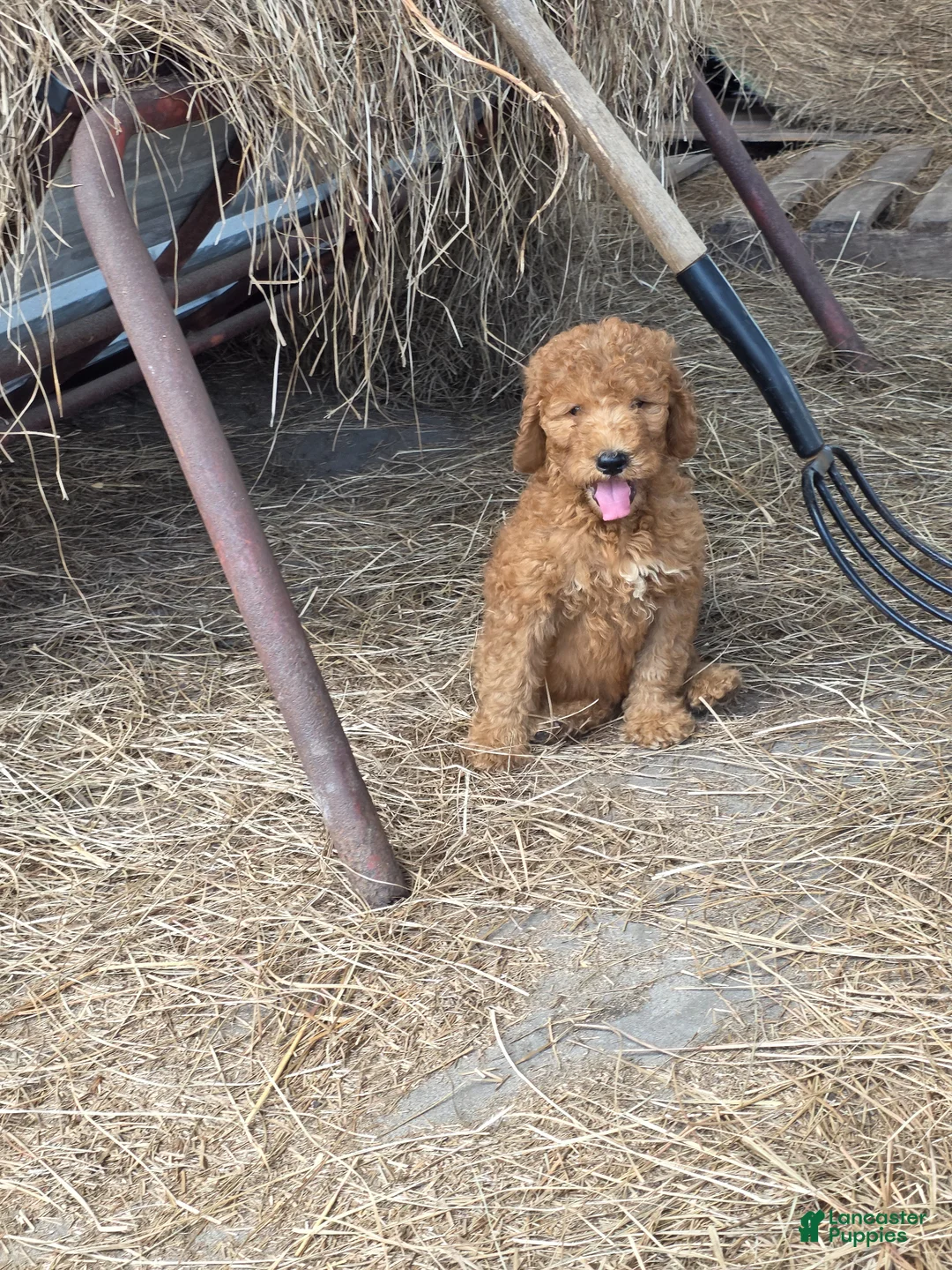 Goldendoodle dogs for sale: Teddie - Ad 4
