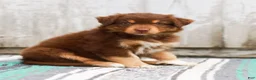 Australian Shepherd dogs for sale: Toffee - Ad 3