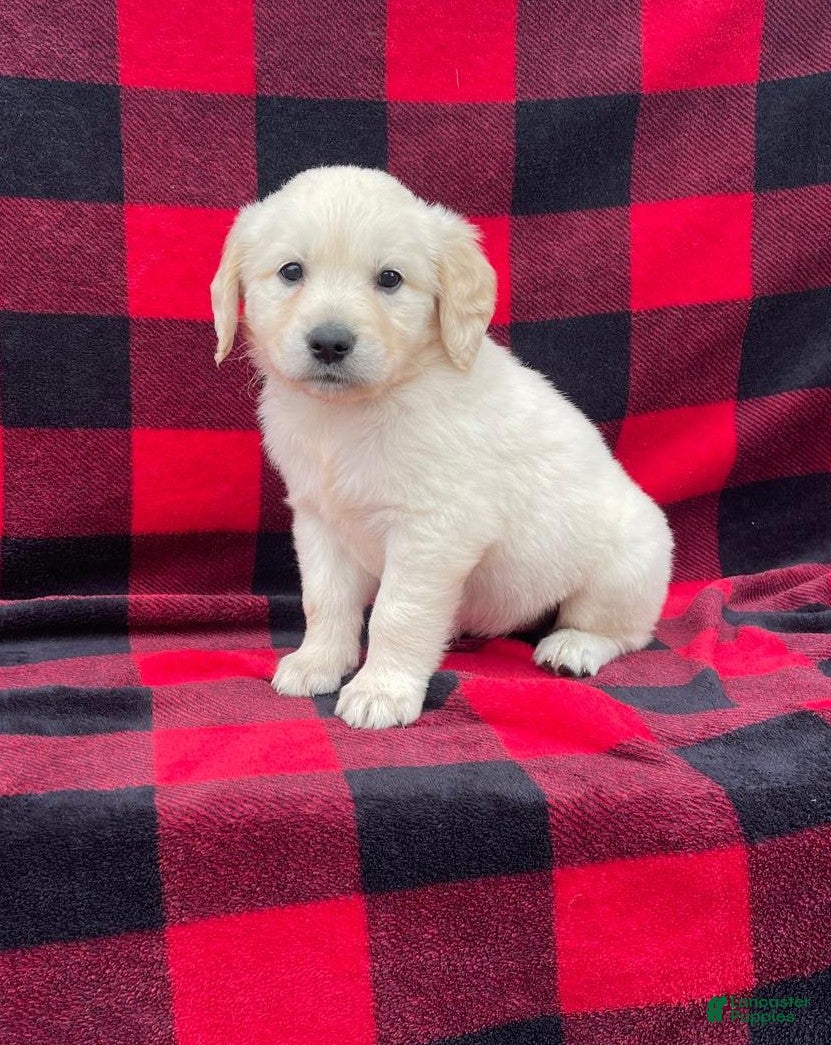 Golden Retriever dogs Jules - Ad 1