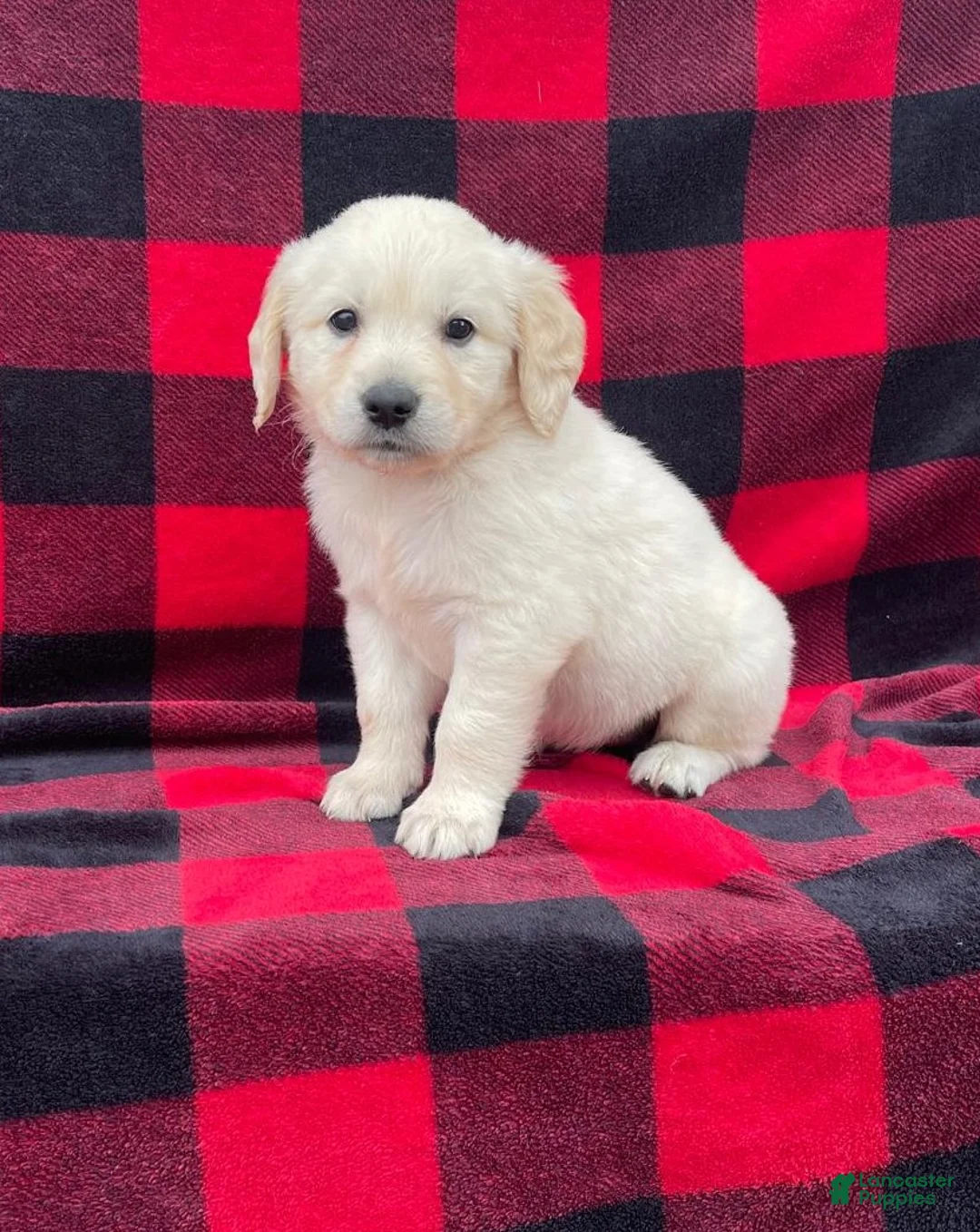 Golden Retriever dogs for sale: Jules - Ad 1