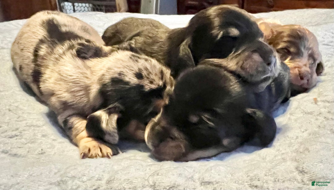 Miniature Dachshund dogs for sale: Smooth ch bred  - Ad 4