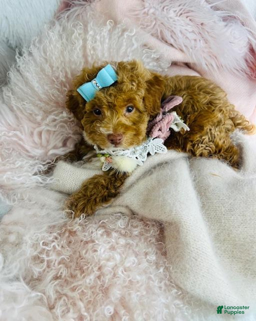 Miniature Poodle dogs for sale: Miniature Poodle Puppy 1 - Ad 2