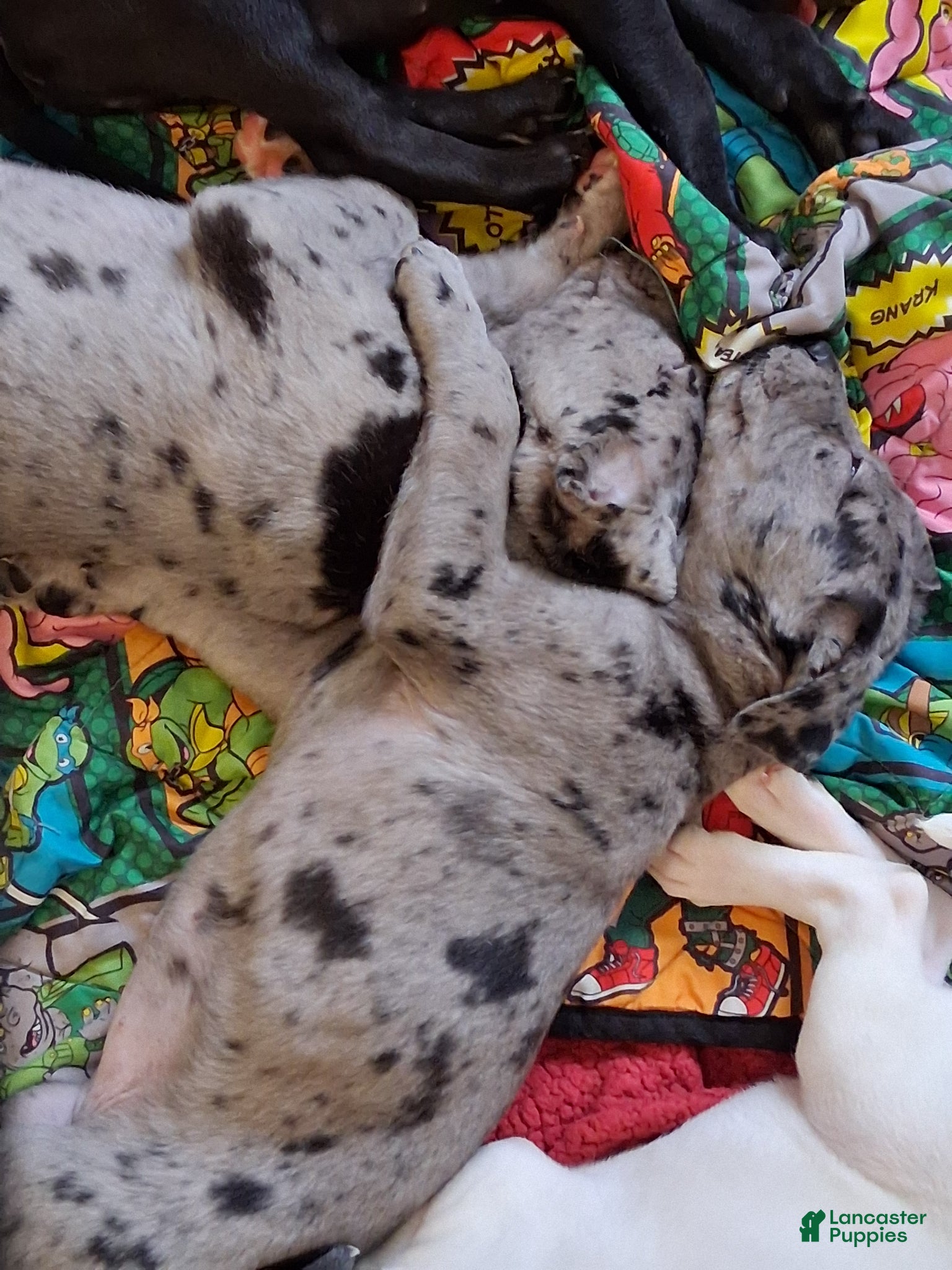 Mixed Breed dogs Frost - Ad 2