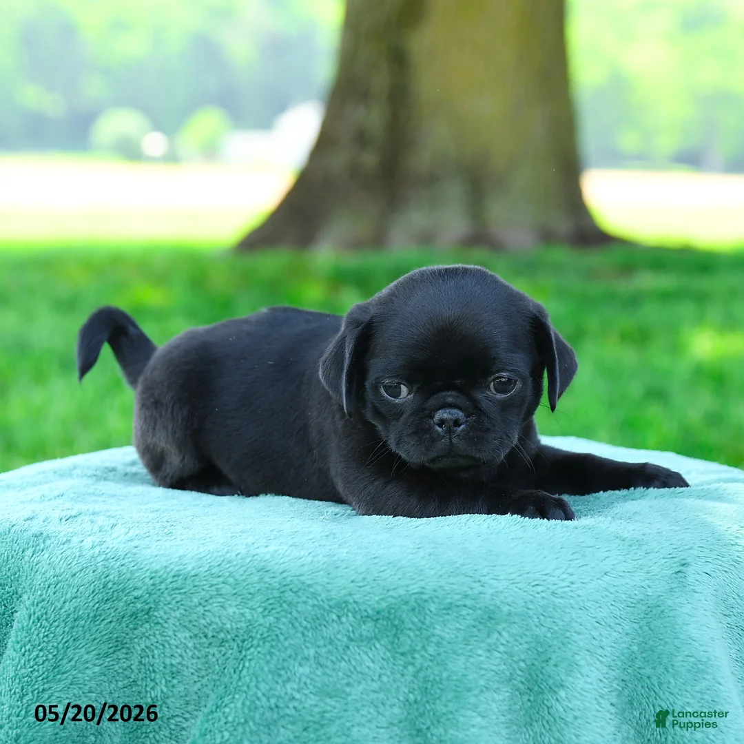 Pug dogs for sale: Andrew - Ad 3