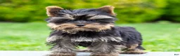 Yorkshire Terrier dogs for sale: Willy Yorkshire Terrier Puppy  - Ad 1