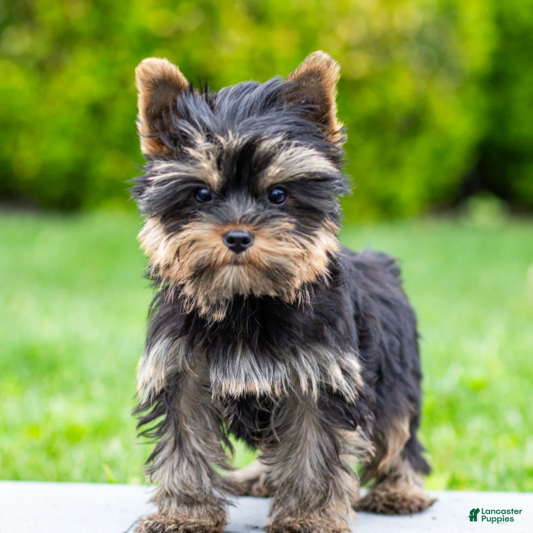 Yorkshire Terrier dogs for sale: Willy Yorkshire Terrier Puppy  - Ad 1