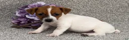 Jack Russell Terrier dogs for sale: Vanessa - Ad 1