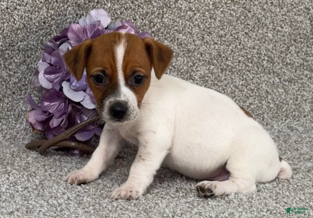 Jack Russell Terrier dogs for sale: Vanessa - Ad 1