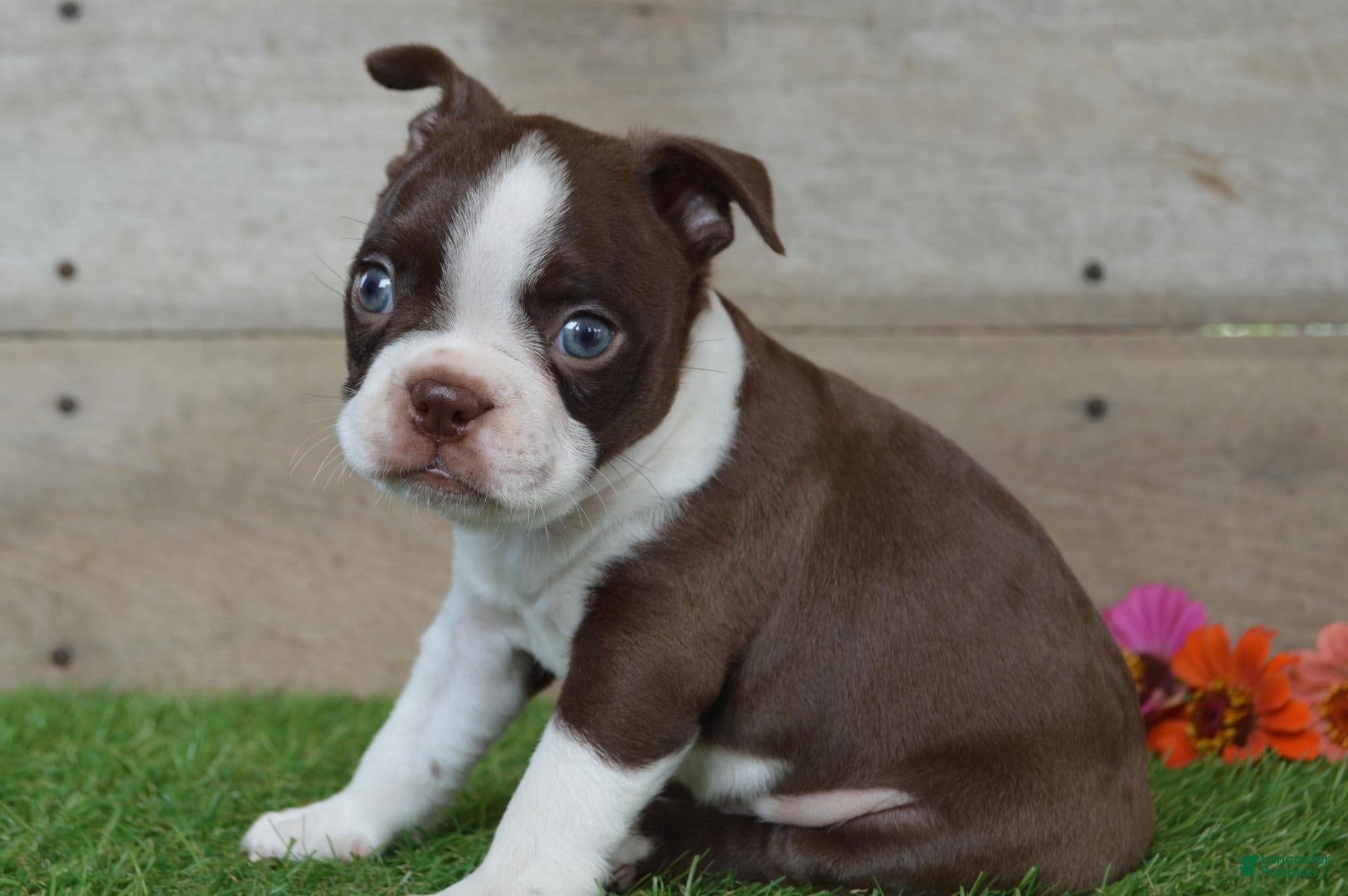 Boston Terrier dogs Boston Terrier 2 - Ad 2