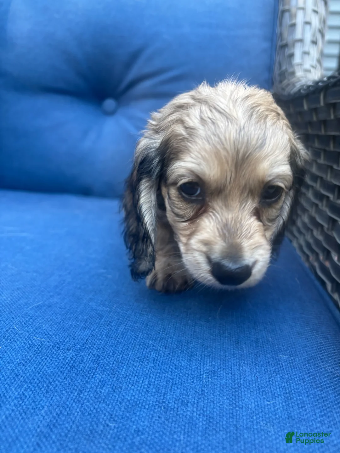 Miniature Dachshund dogs for sale: Miniature Dachshund 1 - Ad 2