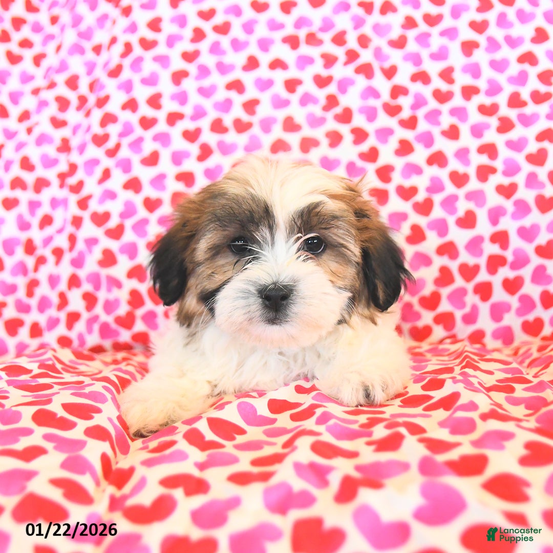 Teddy Bear dogs for sale: Reese - Ad 2