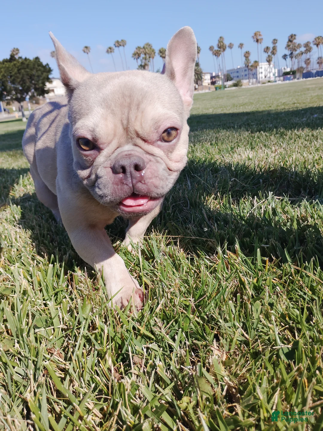 French Bulldog dogs for sale: French Bulldog 1 - Ad 1
