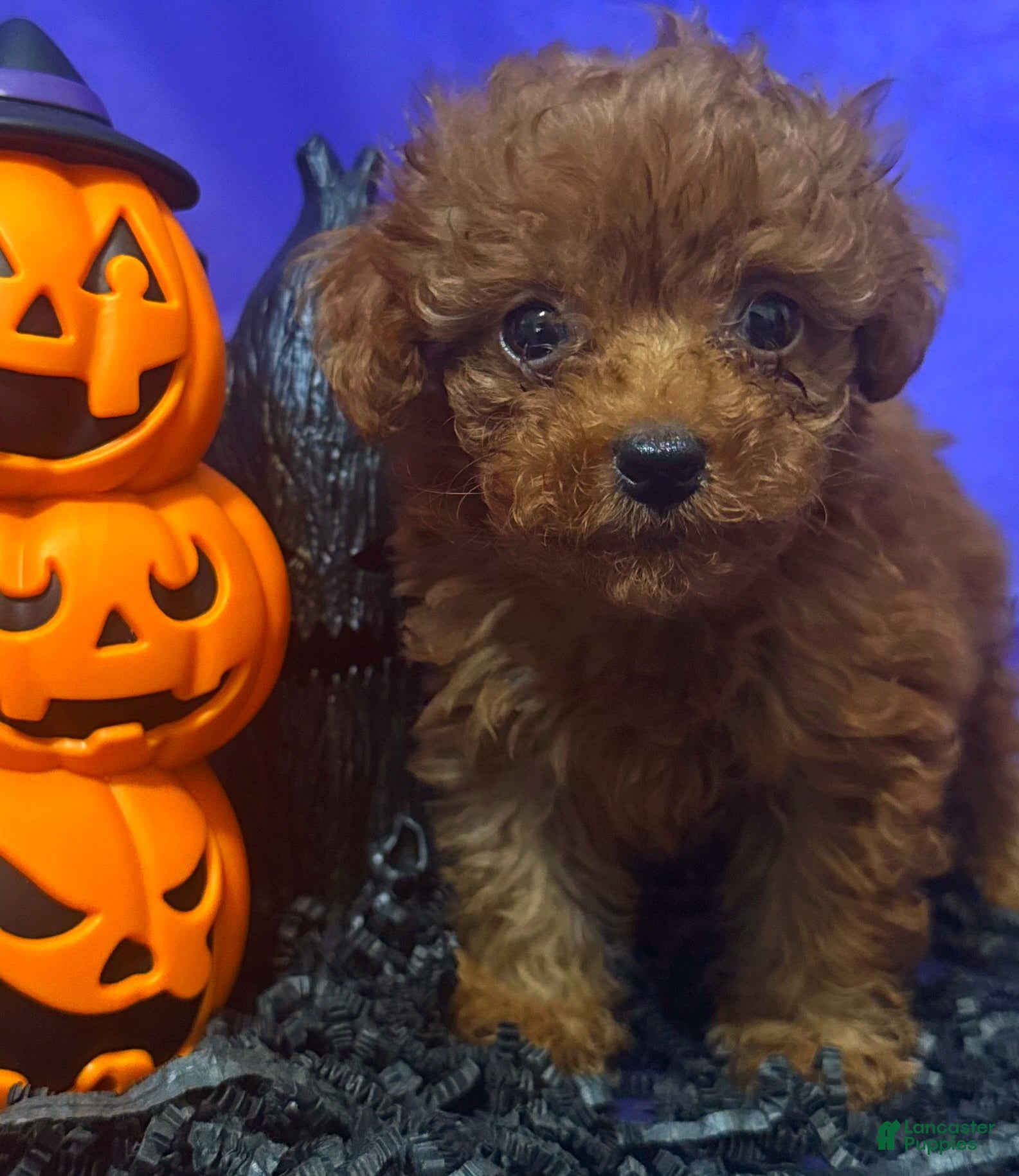 Toy Poodle dogs for sale: Miriam  - Ad 2
